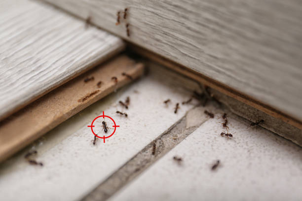 Best Bed Bug Extermination  in Theodore, AL