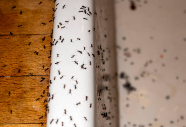 Best Cockroach Control Services  in Theodore, AL